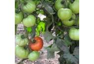 Альянс F1 - томат напівдетермінантний, 250 насінин, Clause Франція фото, цiна